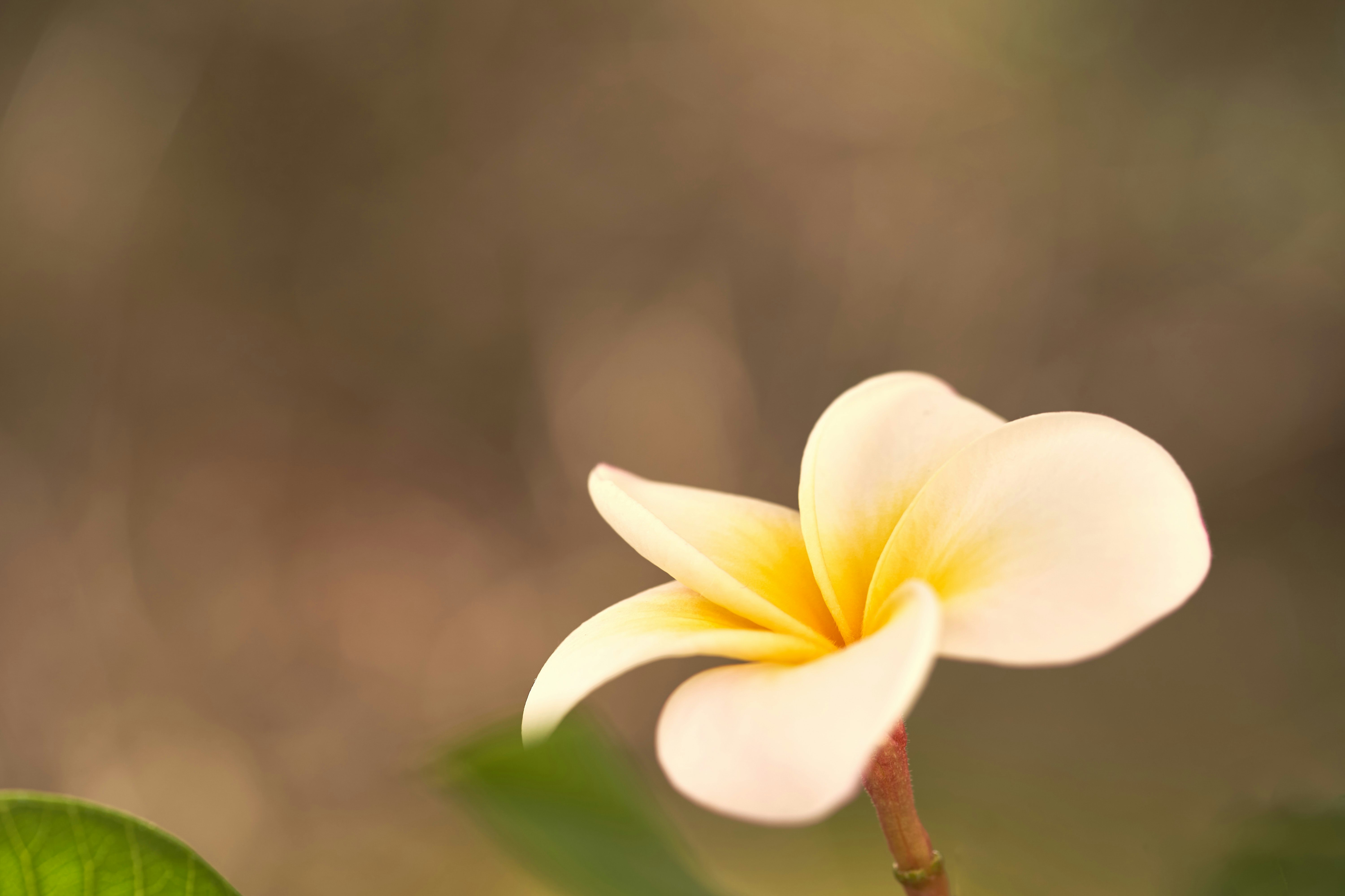 white and yellow flower in tilt shift lens